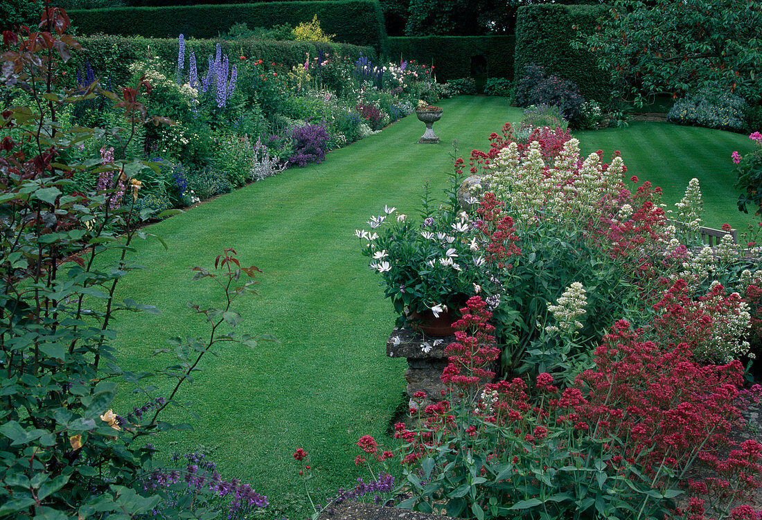 Centranthus ruber 'Albus', 'Coccineus' (weiße und rote Spornblume), Blick auf buntes Staudenbeet und Rasen