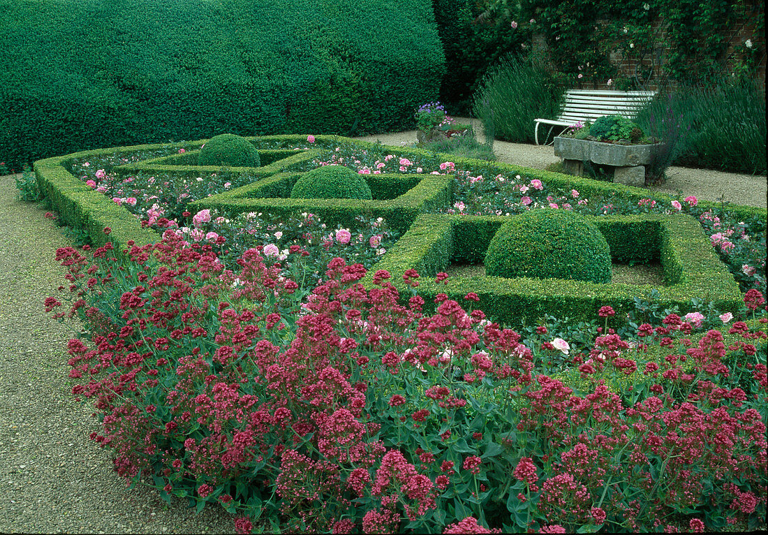 Formal garden with Buxus (box) trimmed as hedges and balls, Centranthus ruber (red spurflower), Rosa (roses), white bench between Lavandula (lavender)