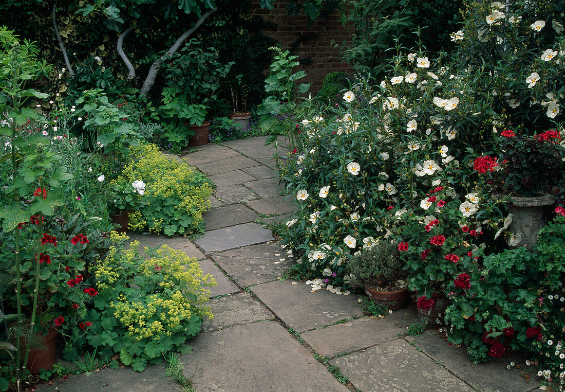 Path of Cistus, Pelargonium, Alchemilla