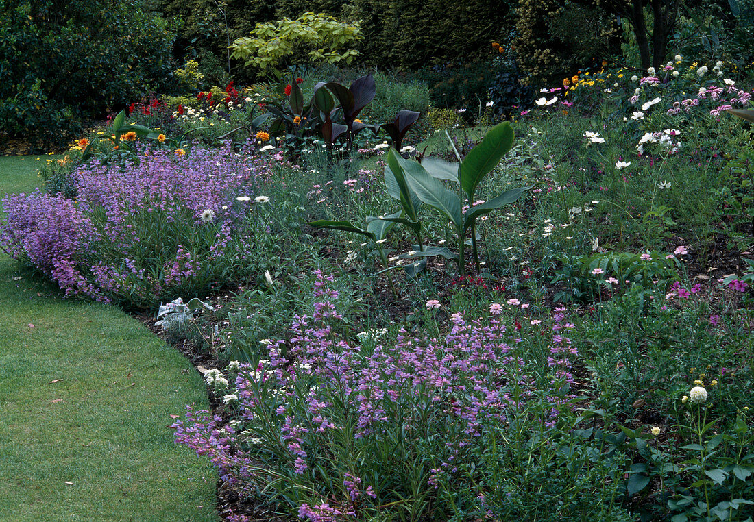 Penstemon hirsutus (bearded thread), Canna (Indian flower cane), Cosmos (ornamental basket)