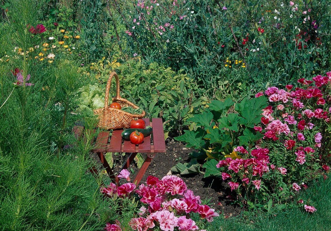 Farm garden: Godetia grandiflora (summer azalea, atlas flower), courgettes (Cucurbita pepo), cosmos (jewel basket), basket with tomatoes, lettuce, beans and courgettes on chair