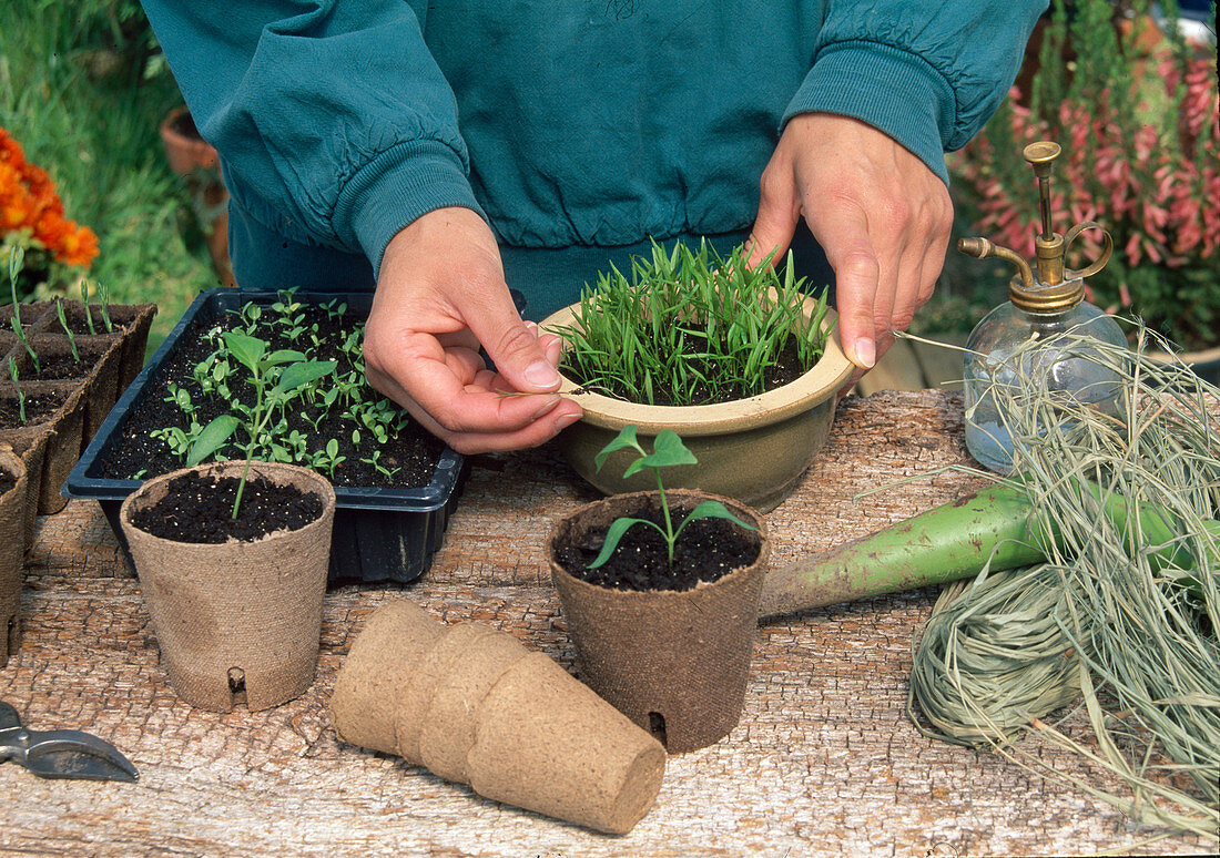 Pricking out seedlings