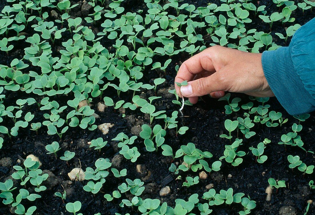 Separate radishes