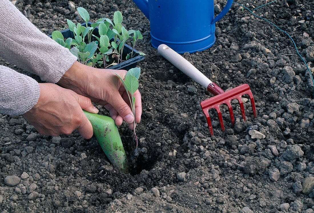 Jungpflanzen von Kohl (Brassica)mit Pflanzholz ins Beet pflanzen