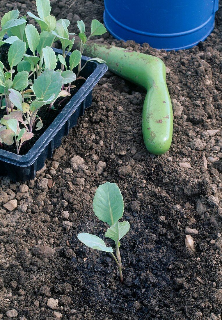 Jungpflanzen von Kohl (Brassica) mit Pflanzholz ins Beet pflanzen