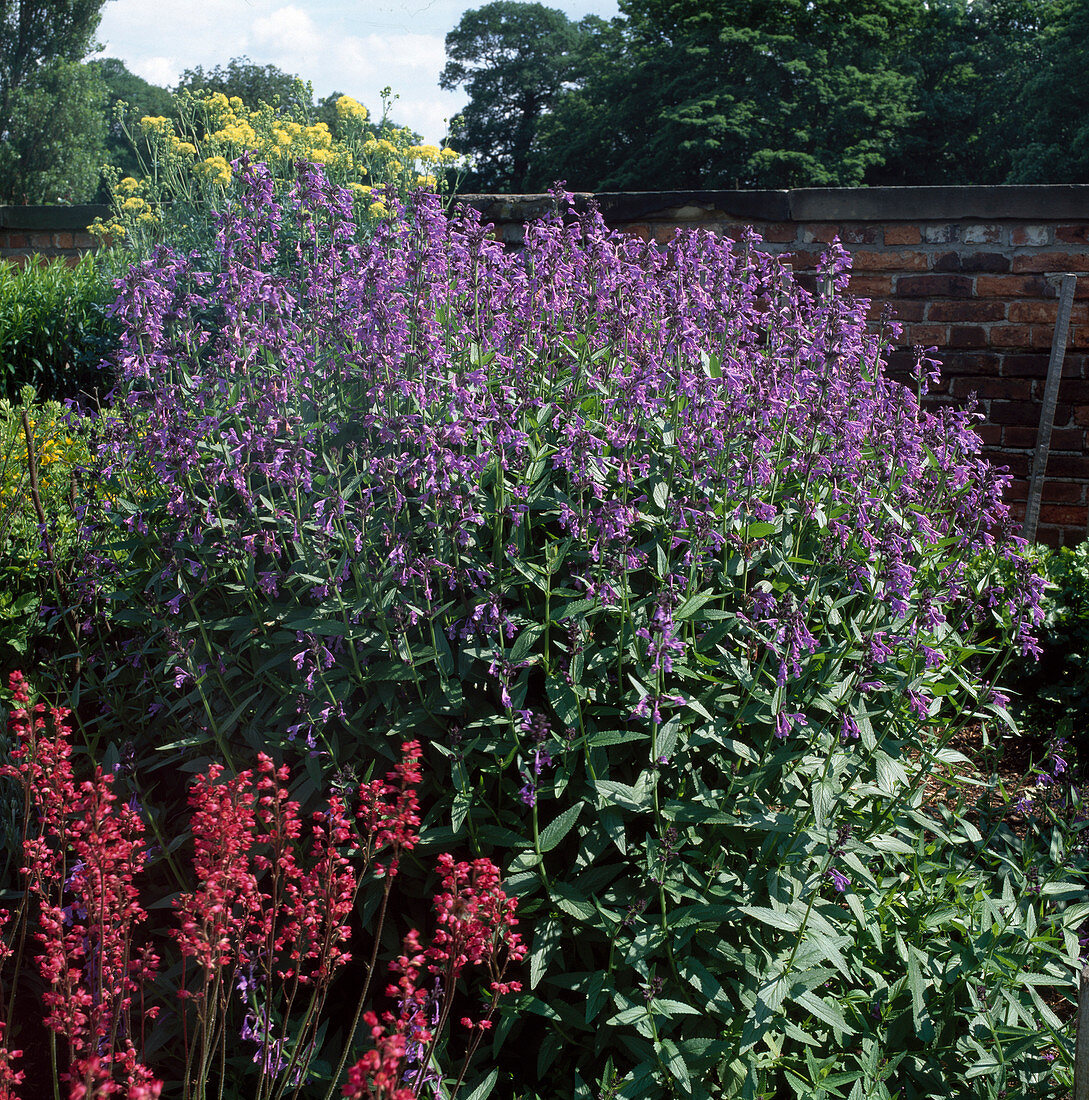 Nepeta (catmint)