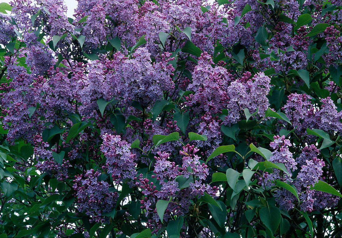 Syringa vulgaris (Lilac)