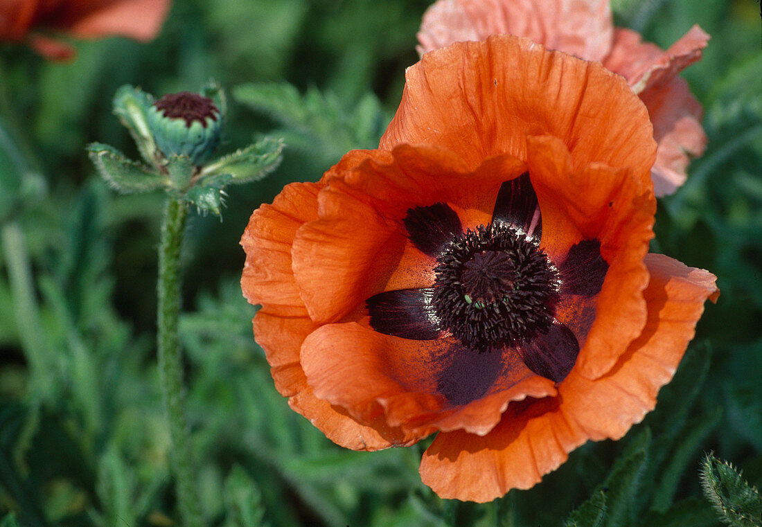 Papaver orientale (Staudenmohn, Türkenmohn)