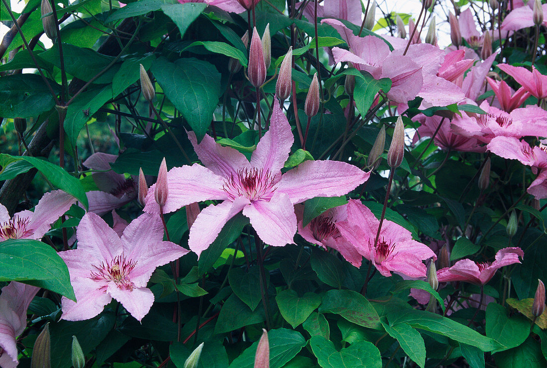 Clematis 'Hagley Hybrid' (Waldrebe)