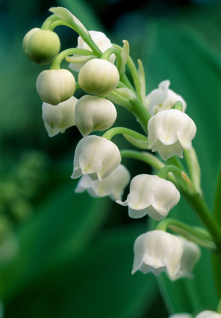 Convallaria