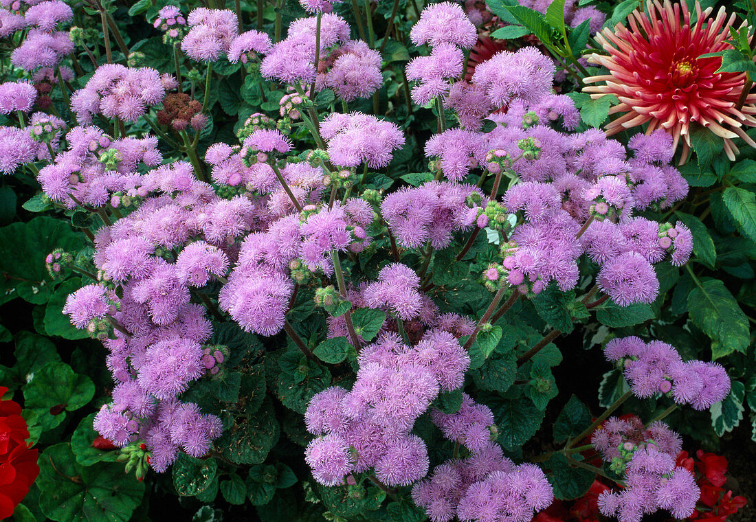 Ageratum (Liverwort)