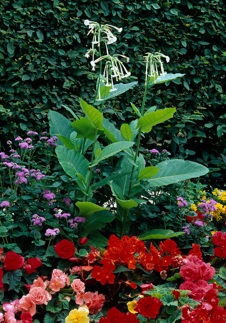 Nicotiana sylvestris (Zier-Tabak), Begonia (Begonien) und Ageratum (Leberbalsam)