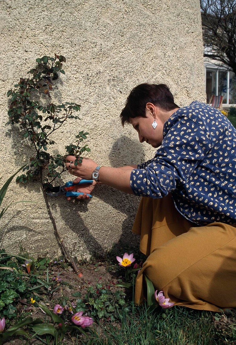 Cutting rose plants, climbing rose