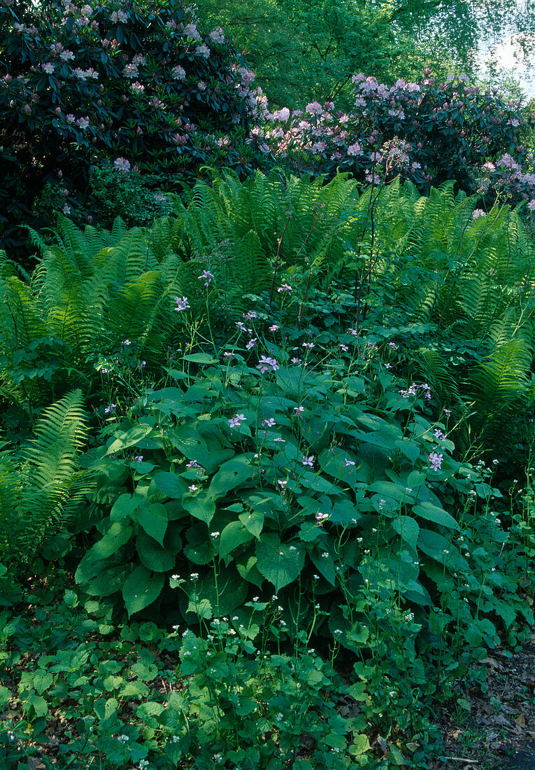 Schattengarten: Matteuccia Struthiopteris, Straußfarn, Rhododendron, Lunaria, Alliaria petiolata (Knoblauchsrauke)