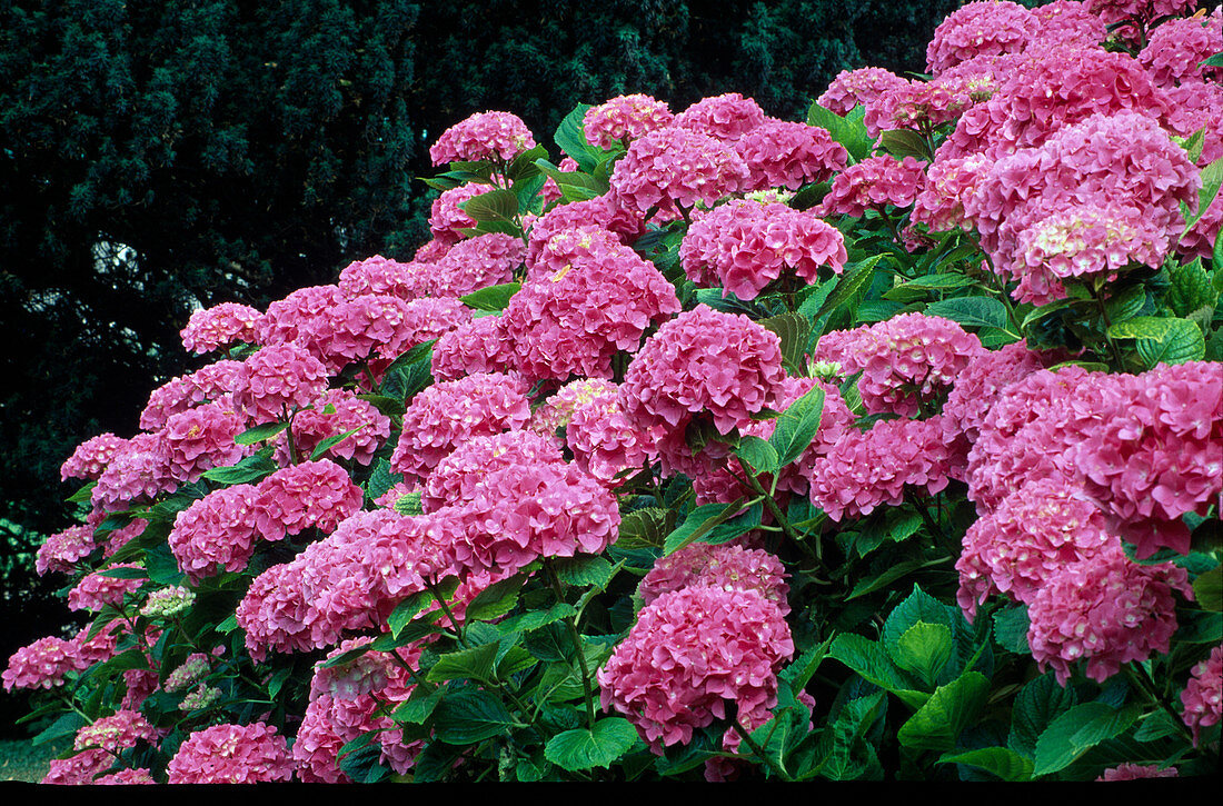 Hydrangea macrophylla 'Schöne Bautznerin' (Ball-Hortensie)