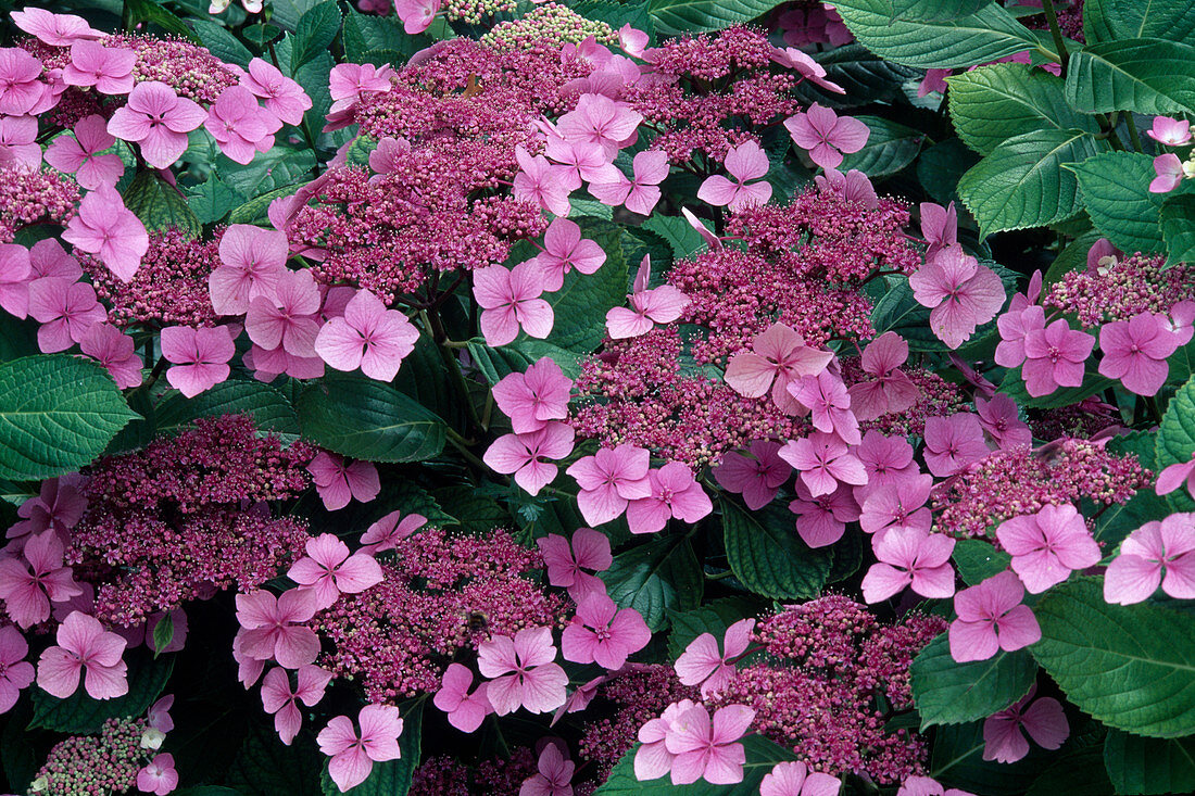 Hydrangea serrata 'Koreana' (