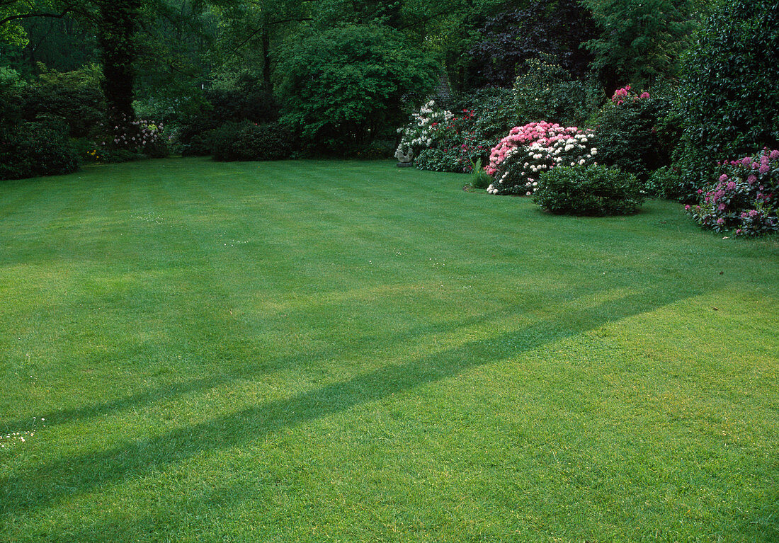 Lawn between flowering rhododendrons (alpine roses) and large trees