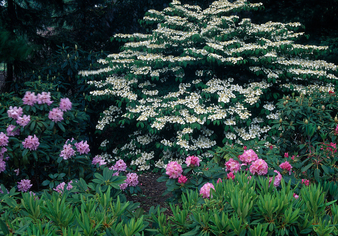 Viburnum plicatum 'Mariesii' (Japanischer Schneeball) und Rhododendron