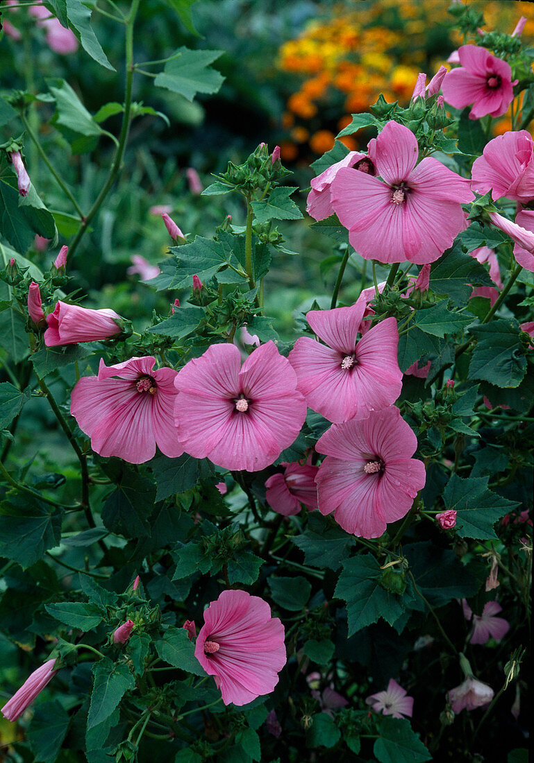 Lavatera trimestris (cup mallow)