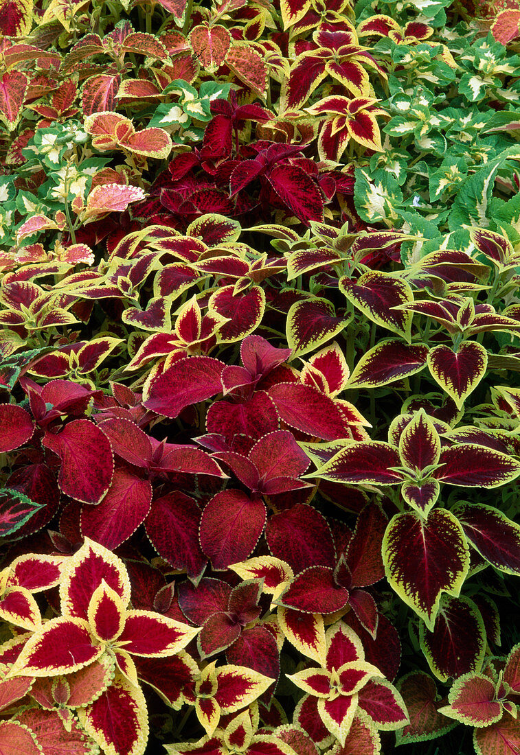 Solenostemon scutellarioides syn Coleus blumei (Buntnessel) bunt gemischt im Beet