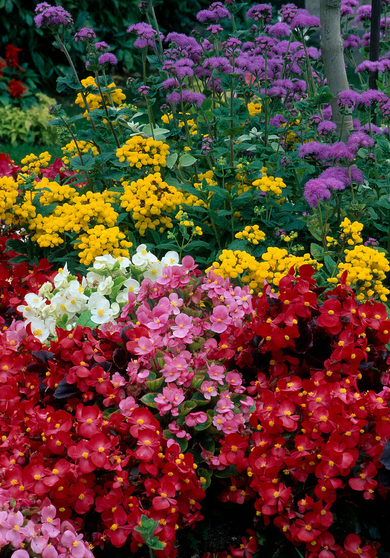 Sommerblumenbeet mit Begonia semperflorens (Eisbegonien, Gottesaugen), Calceolaria (Pantoffelblumen) und Ageratum (Leberbalsam)