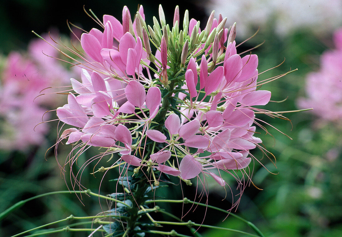 Cleome spinosa 'Sparkler Blush F1' (Spider flower)