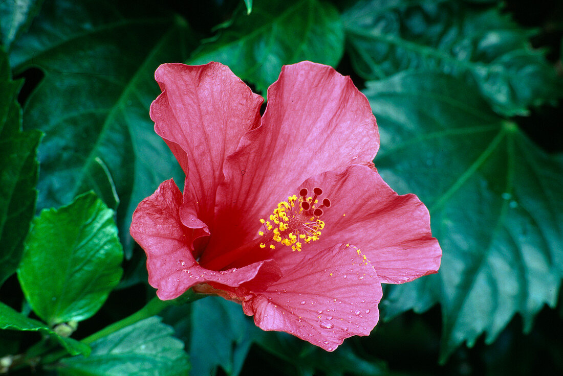 Hibiscus rosa sinensis (rose marshmallow)