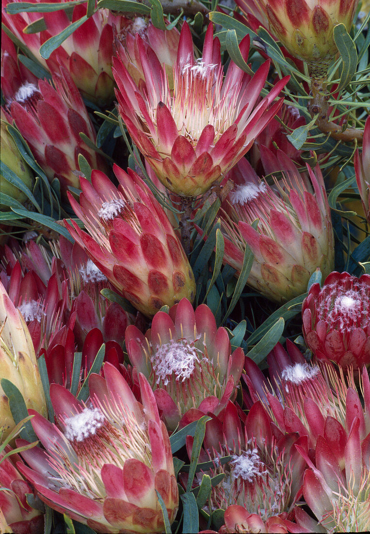 Protea magnifica (Protea), decorative flower heads, good for drying