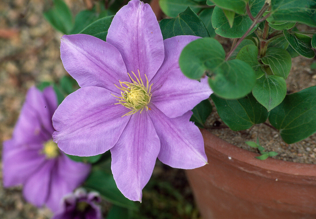 Clematis 'General Sikorski' (Waldrebe)