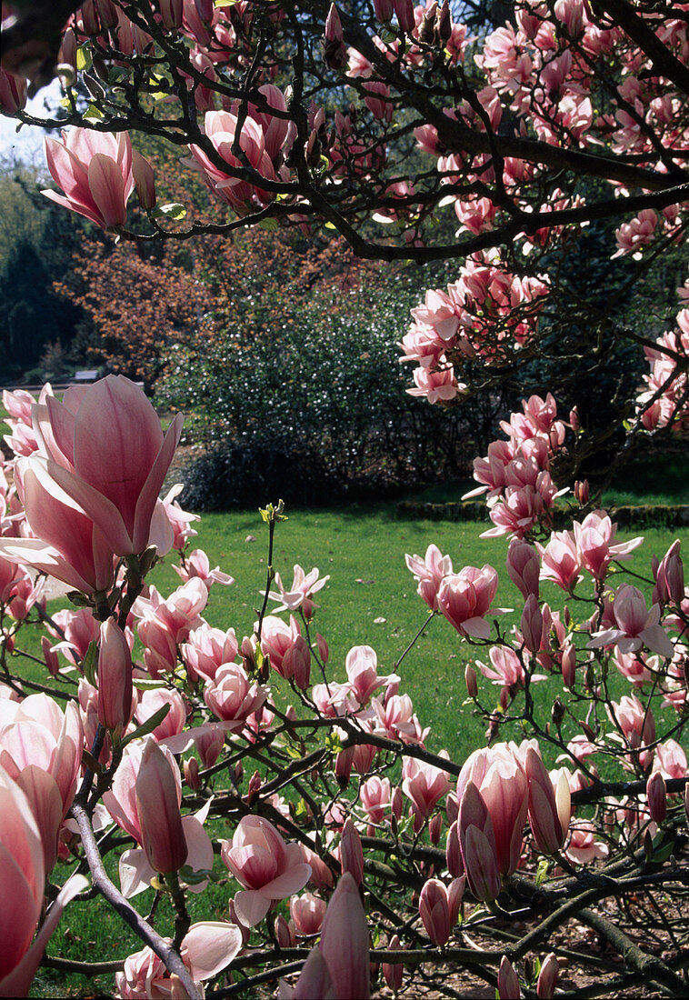 Magnolia x soulangeana (Tulip magnolia)