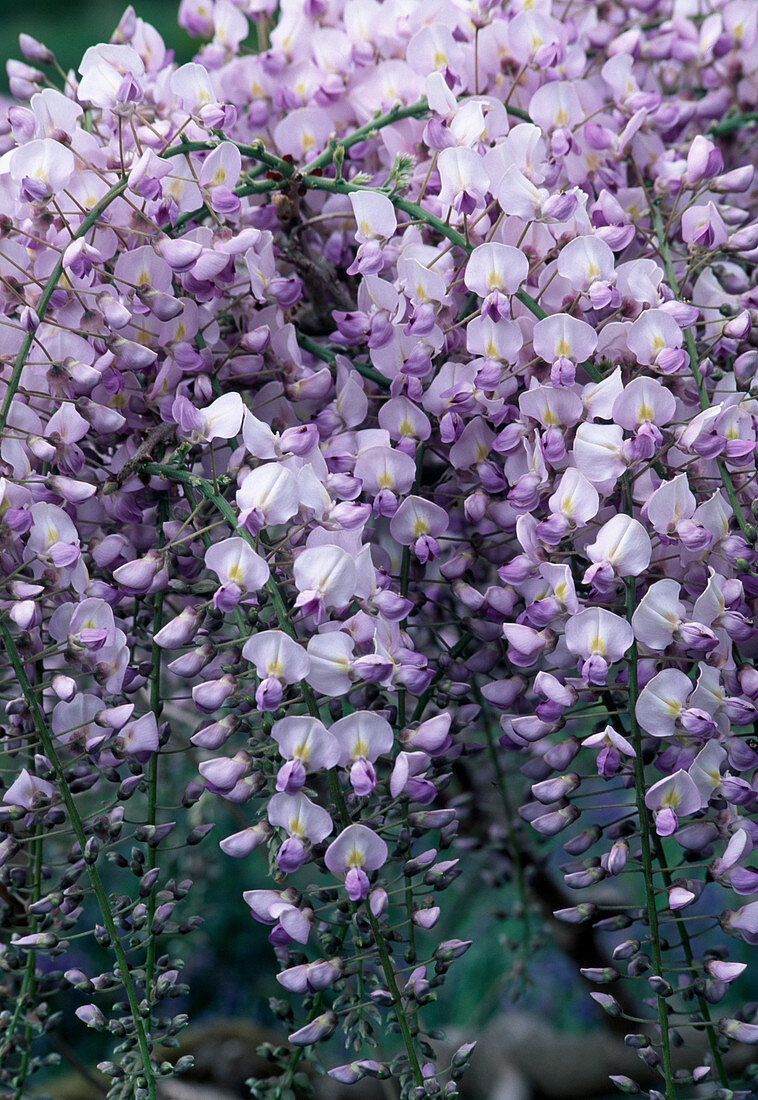 Wisteria