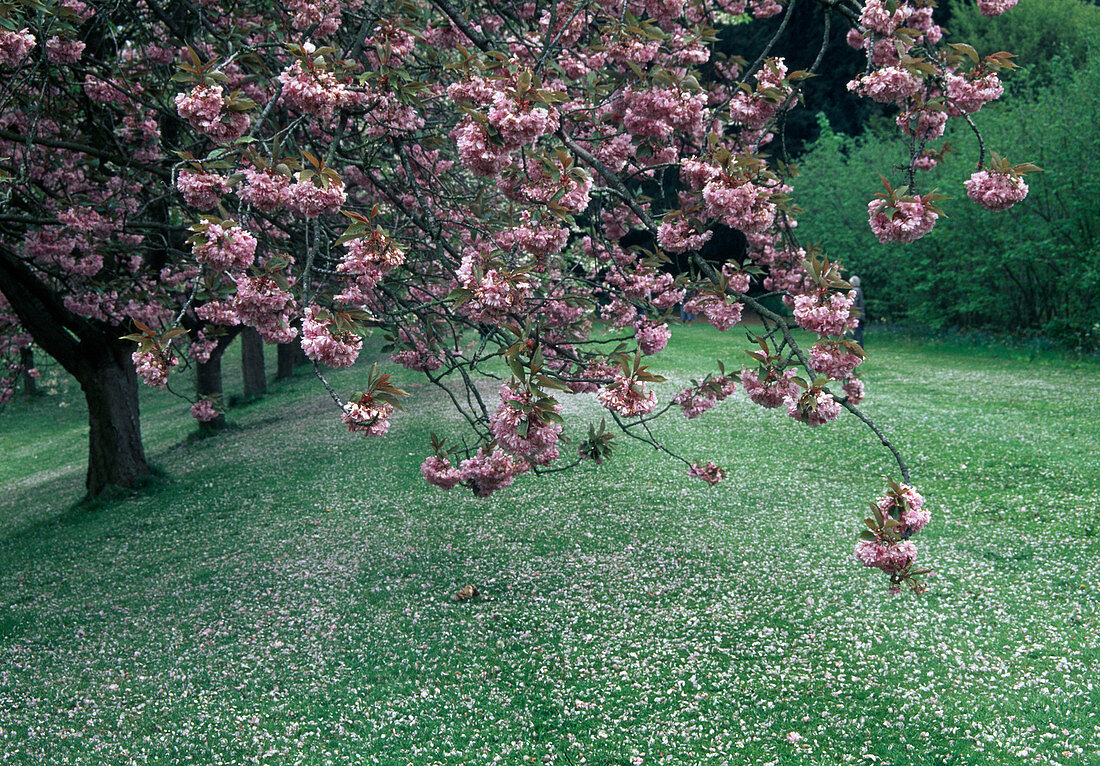 Prunus serrulata 'Kiku-Shidare-Zakura' (Hanging clove cherry)