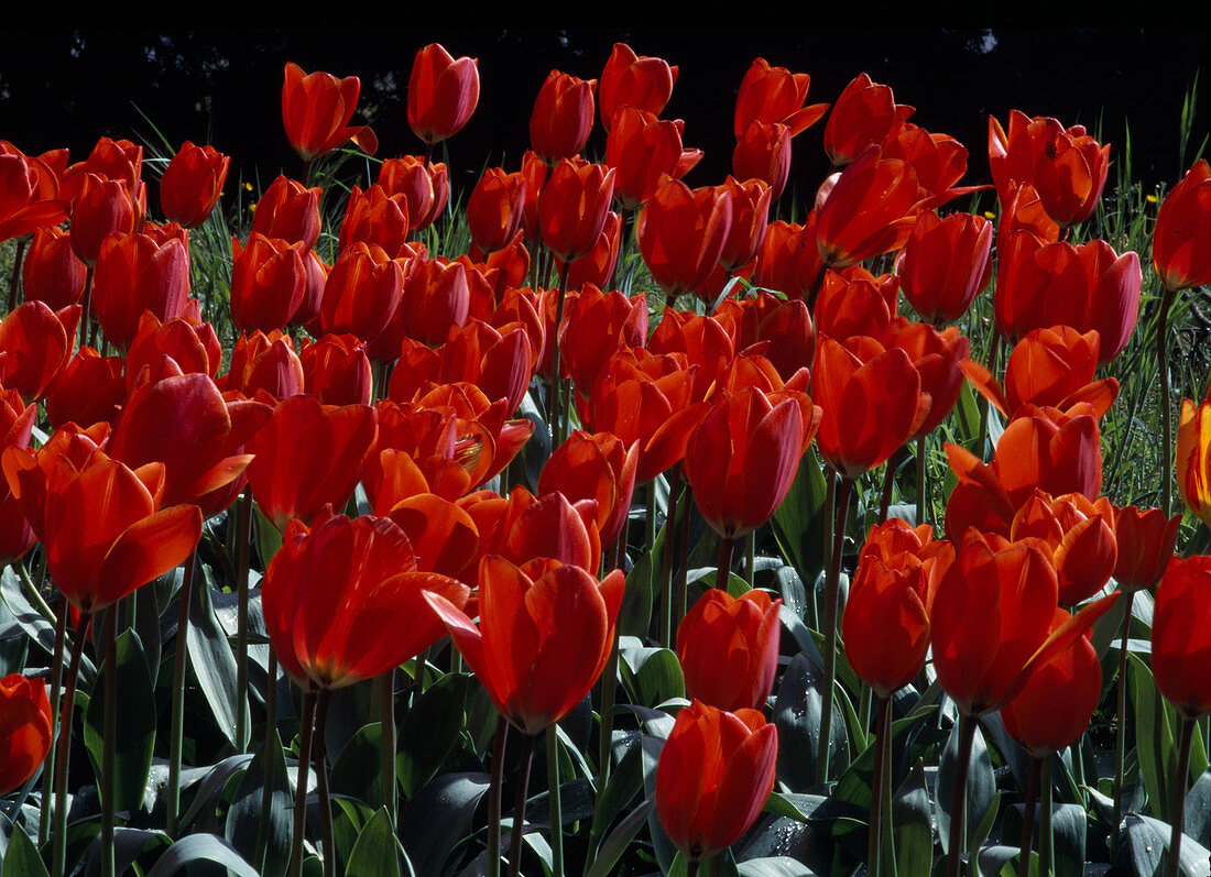 tulips