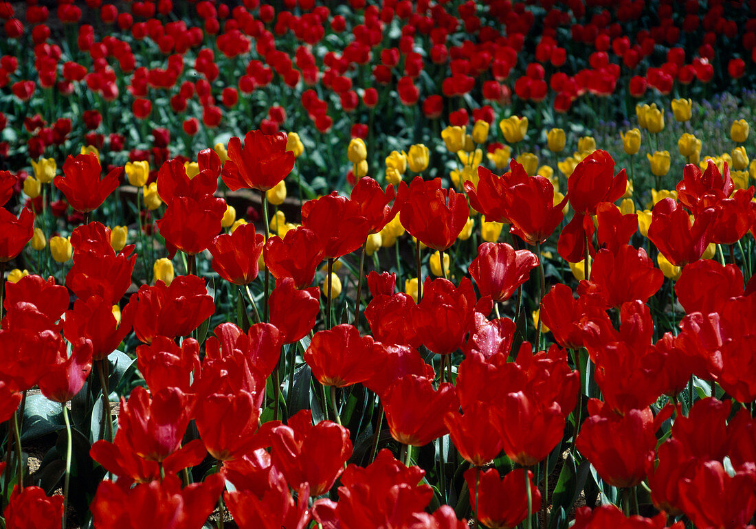 Tulipa 'Apeldoorn' (Tulips), Darwin hybrids