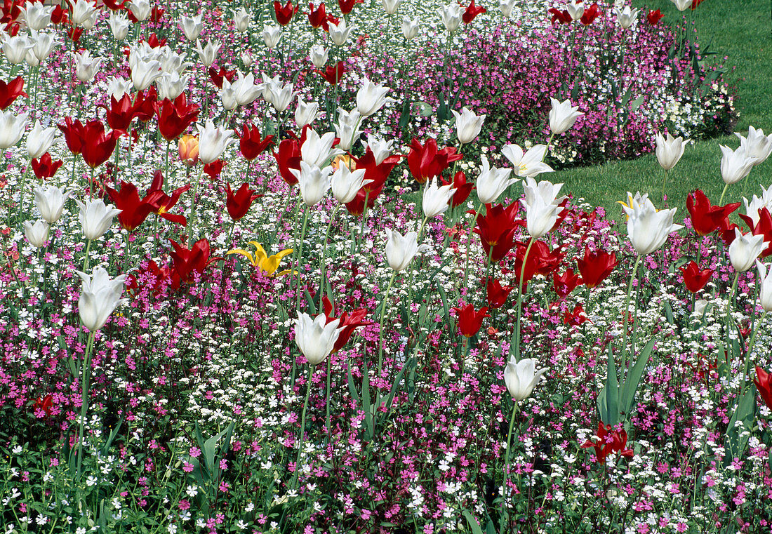 Tulipa (Lilienblütige Tulpen) mit Silene Lichtnelken