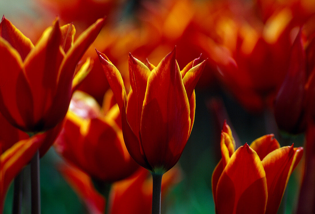 Tulipa 'Aladdin' (Lily-flowered tulip)