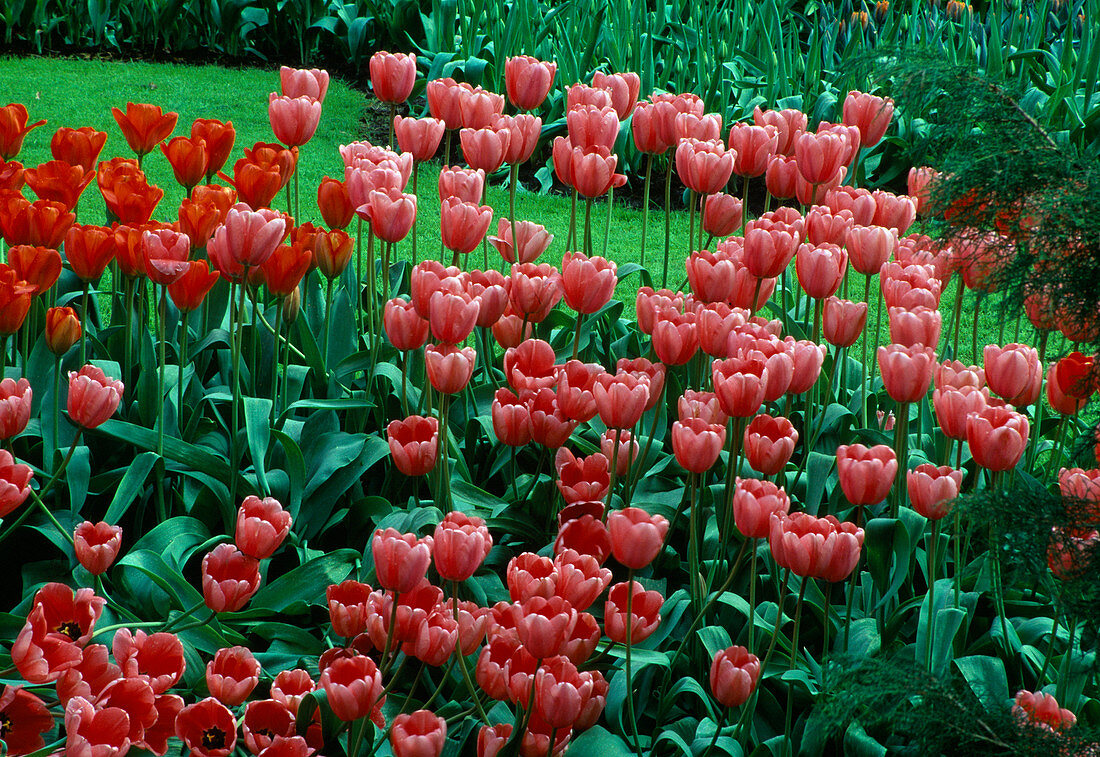 tulips