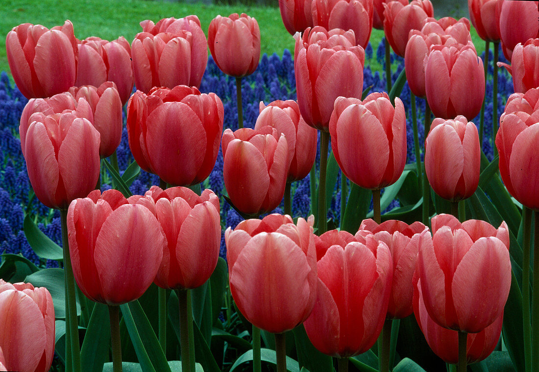 Tulipa 'Pink Impression' tulips