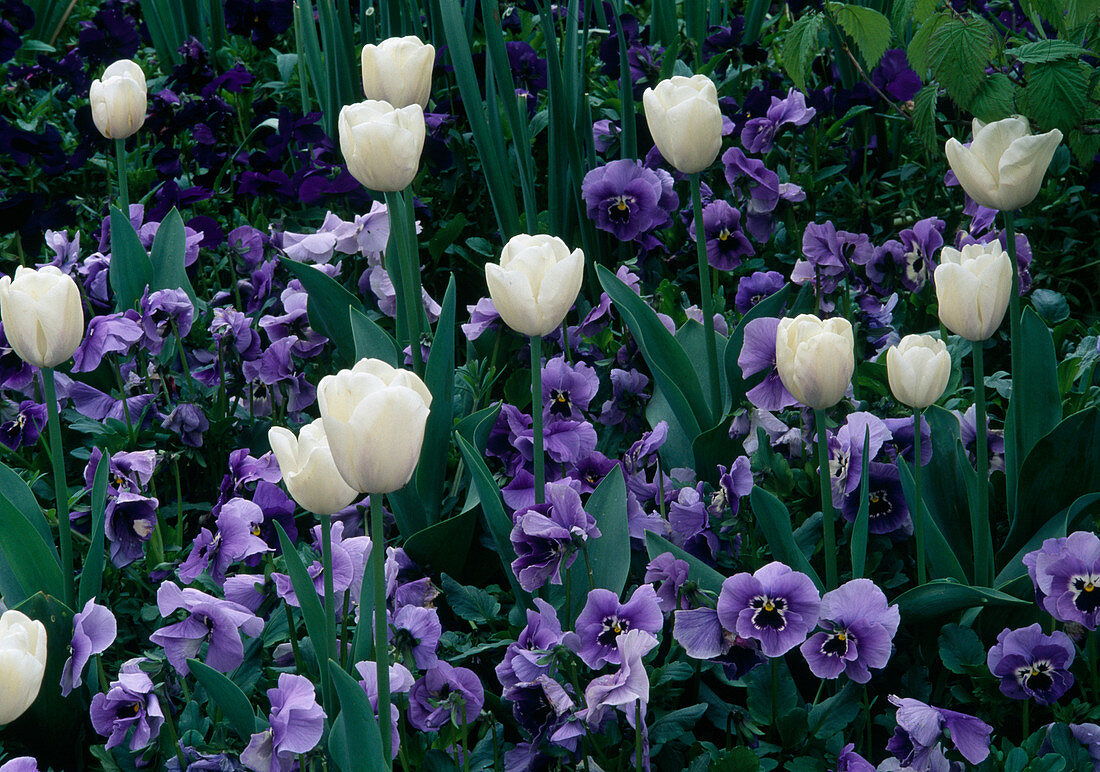 Tulipa 'Inzell' (Tulpen) und Viola Wittrockiana 'Marina' (Stiefmütterchen)