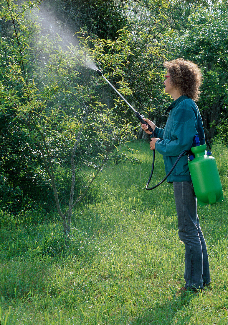 Nettle broth spray