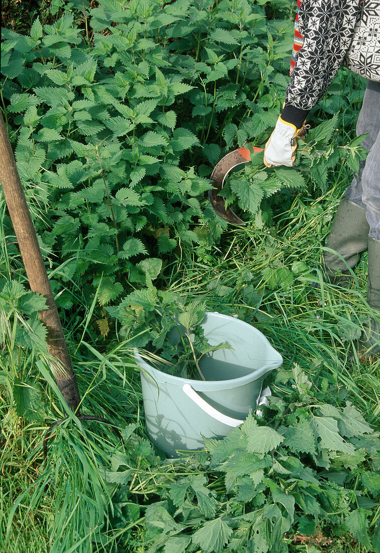 Produce stinging nettle broth, cut stinging nettle