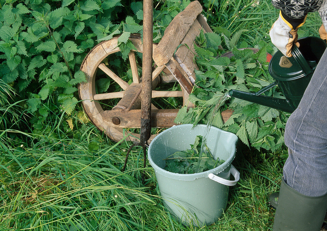 Pouring nettle leaves in bucket of water