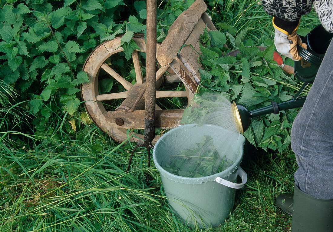 Nettle leaves in bucket of water