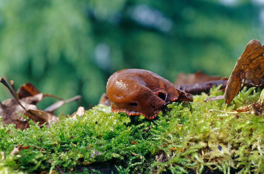 Spanish Slug (Arion vulgaris)