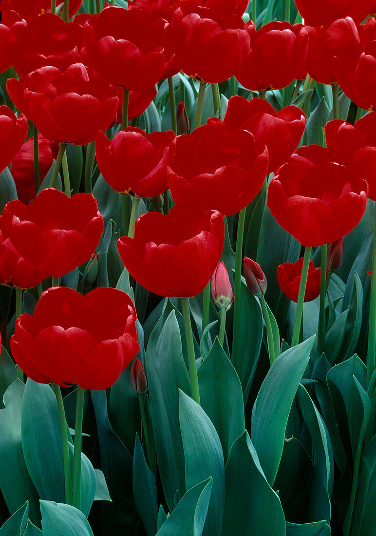 Tulipa, red