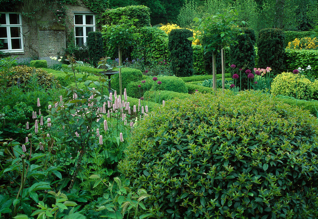 Formaler Garten mit Polygonum (Knöterich), Ligustrum (Liguster) Kugel, Buxus (Buchs) Hecken und Taxus baccata (Eiben) als Säulen
