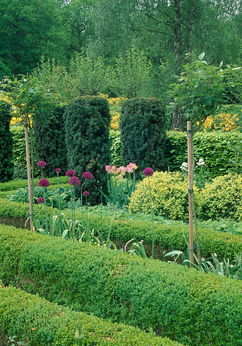 Formal garden Buxus, Taxus, Allium, Tulipa