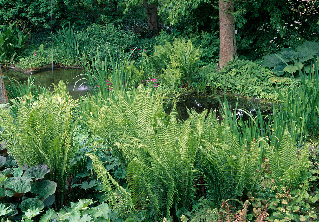 Pond with fountain between ferns and perennials