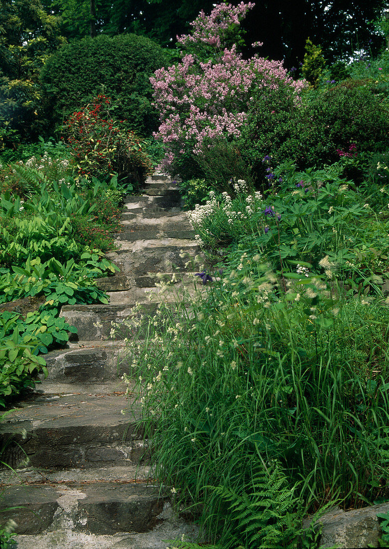 Treppe aus Naturstein zwischen Stauden