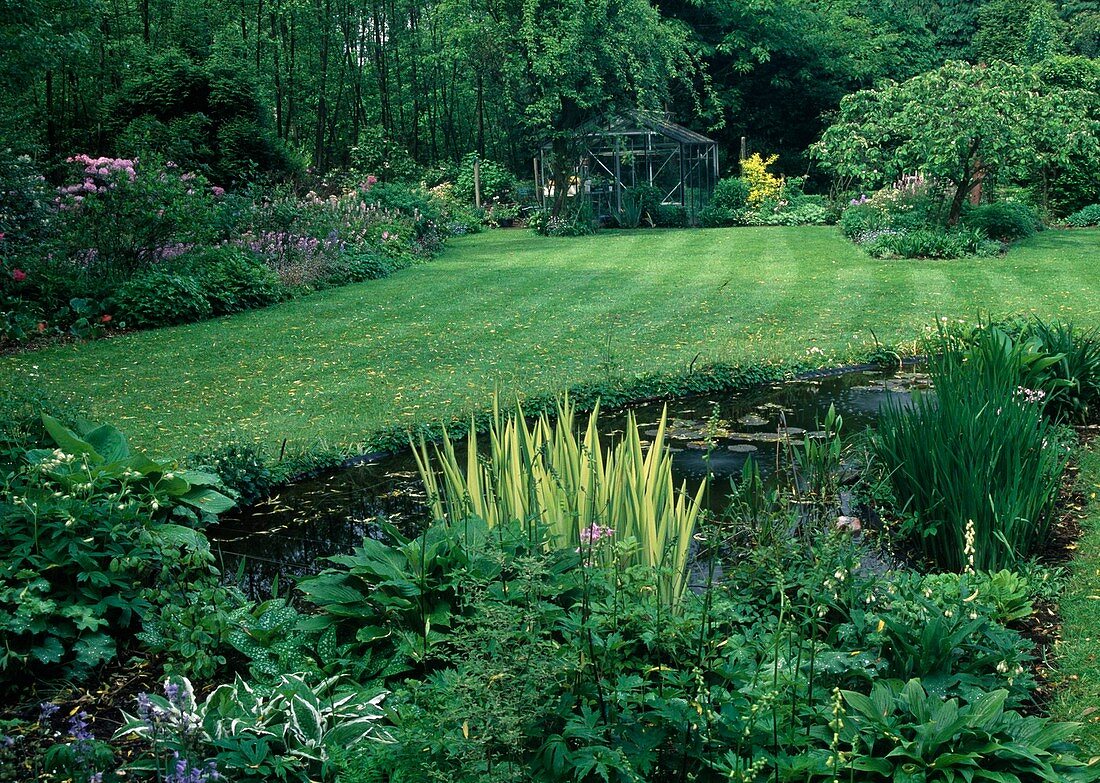 Iris pallida (pale iris), Hosta (hosta), Pulmonaria (lungwort), pond, perennial bed, view over lawn to greenhouse